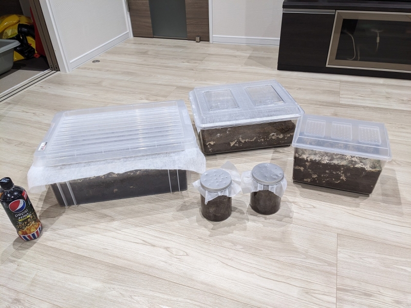 カブトムシ(幼虫)との暮らし