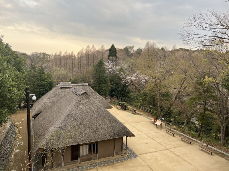 お花見@生田緑地