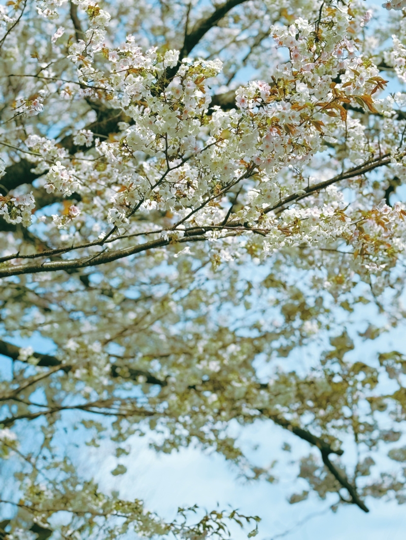 新生活と、桜に包まれた街で
