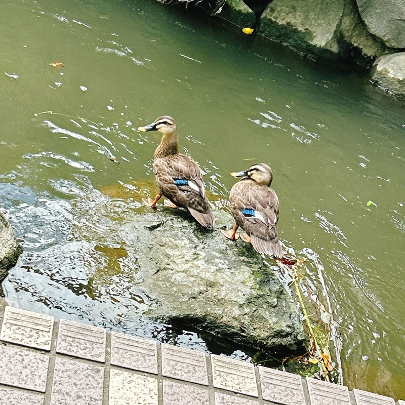 散策